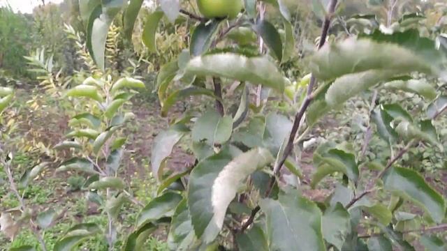 сорт яблук "Муцу" смотреть онлайн