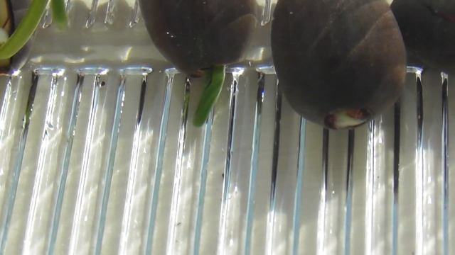 Как вырастить Лотос из семян в домашних условиях за 11 дней. Часть1 смотреть онлайн