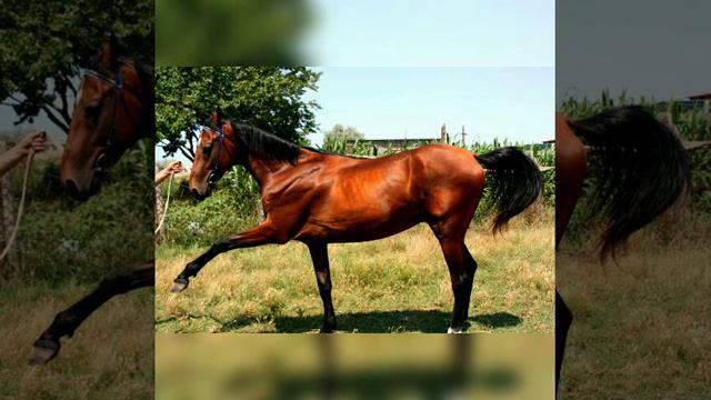 Лашади и песня