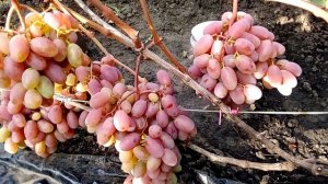 виноград "Сенсация"