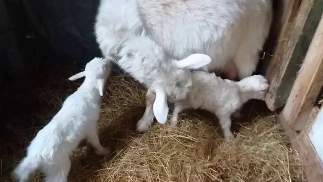 У нас пополнение, окот козы. смотреть онлайн