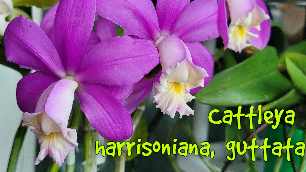 Cattleya Harrisoniana, Cattleya Guttata. Сезонное цветение.