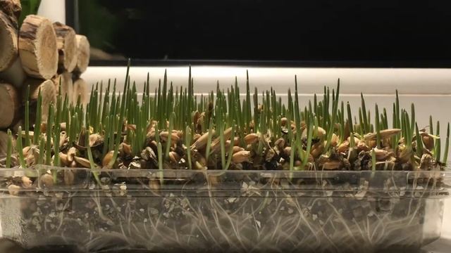 Рост травы???Ускоренная съемка ? смотреть онлайн