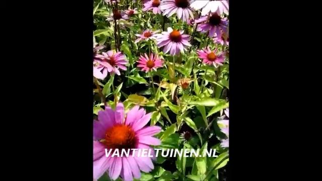 Echinacea purpurea Magnus Zonnehoed смотреть онлайн