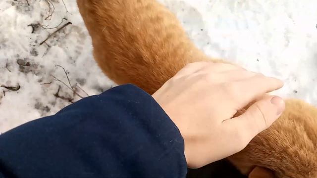 VLOG Этот кот пришёл и не уходит. Значит ты бездомный кот смотреть онлайн