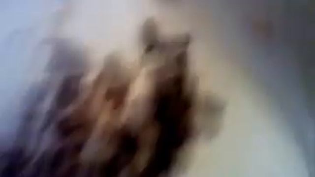 Пчёлы зимой в квартире. смотреть онлайн