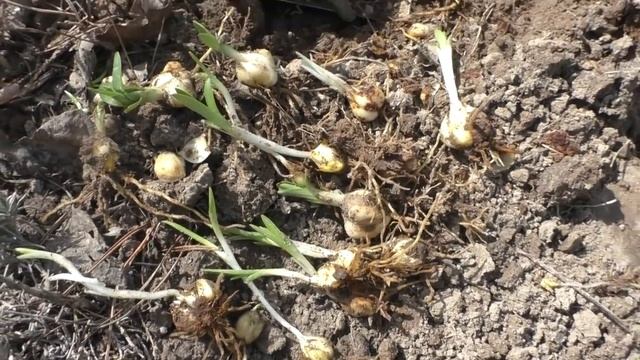 ЧТО ДЕЛАТЬ ЕСЛИ ЛИЛИИ СИЛЬНО РАЗРОСЛИСЬ? Мои цветы. Мой опыт. смотреть онлайн