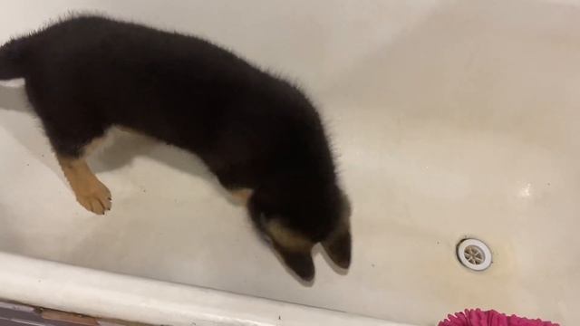 Как научить собаку принимать ванну, не боятся, оставаться в ванной пока моем лапы! смотреть онлайн