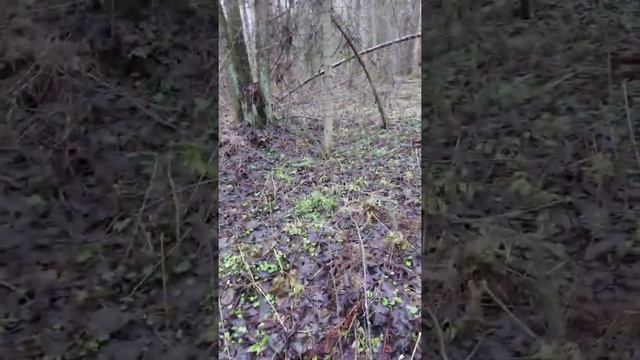 21.11.2020. Охота с Русской гончей на зайца беляка.