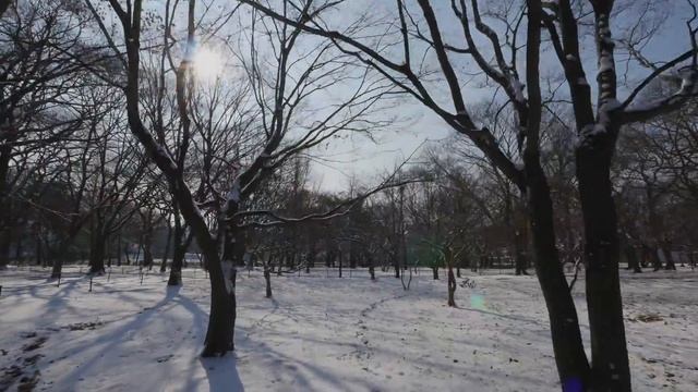 Gyelim Forest in 4K \ Panasonic GH4 3 Axis Brushless Gimbal смотреть онлайн