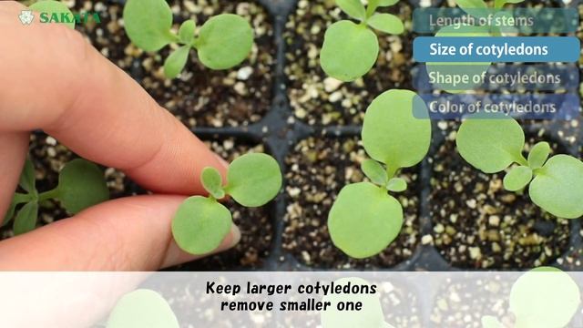 【Stock/Matthiola】Selection for double flowered seedlings смотреть онлайн