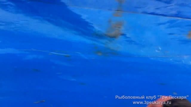 ЗАРЫБЛЕНИЕ ВОДОЁМА КАРПОМ. 01.05.2012 смотреть онлайн