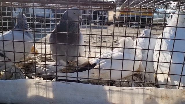 Голуби цены Птичий рынок Пятигорск-ч3 смотреть онлайн