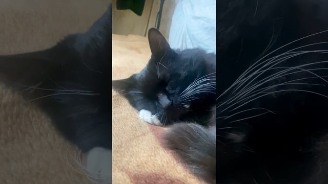 Сладкий сон кота Сёмы #котики #сон #кот #спит смотреть онлайн