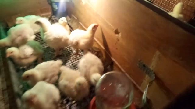 Два в одном. Инкубатор и брудер в старом комоде. смотреть онлайн