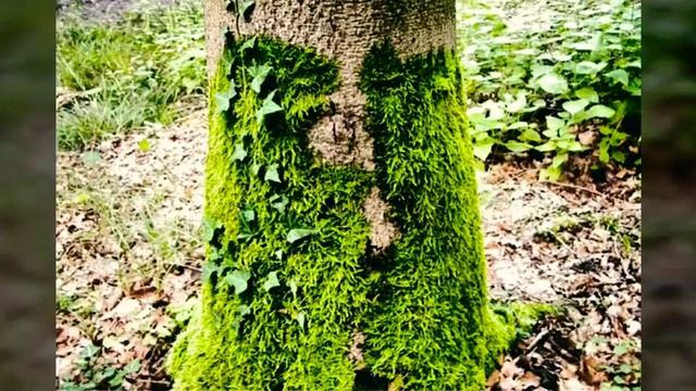 Вид улиток:караколусы ?