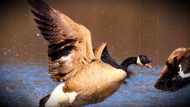 Как летают гуси смотреть онлайн