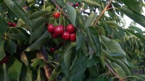 Плодоношение черешни Джорджия. Крупноплодный и урожайный сорт