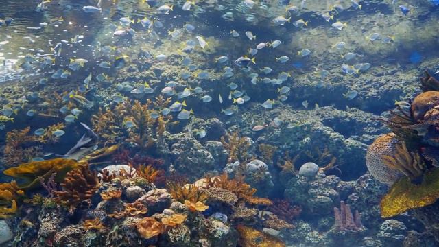 Beautiful Relaxing Music 🐠 Cello & Piano 🐠 Heavenly Background Music смотреть онлайн