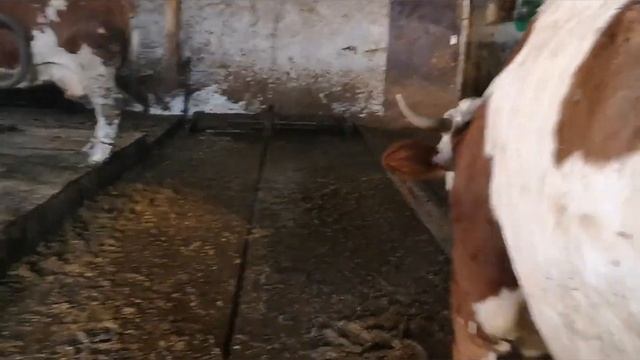 Яйценоскость перепелок никудышная? смотреть онлайн