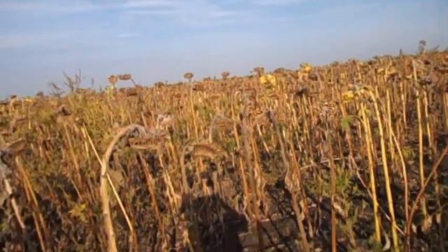 МАТЬ САМВЕЛА ПРИЗНАЛАСЬ - САМВЕЛ ВРАЛ ВСЕГДА. ПОЧЕМУ ГЕНА ПРИЕЗЖАЛ К ЮЛЕ