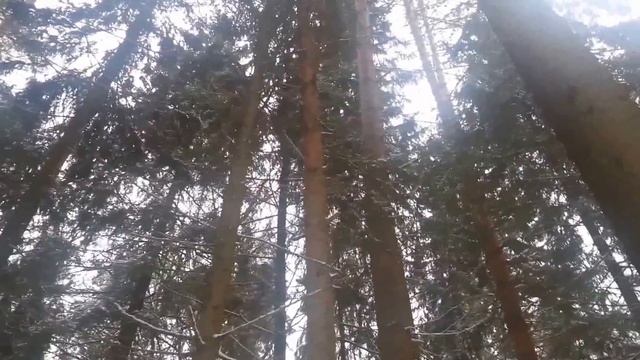 Щепкино болото, лес смотреть онлайн