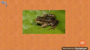 Карточки Домана Часть 6 Мир воды!