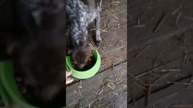 Аппетит приходит во время еды! смотреть онлайн