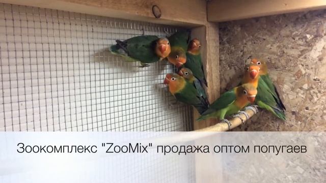 Неразлучники Фишера (Agapornis Fischeri) продажа оптом