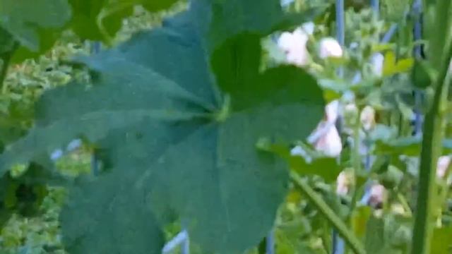 Wendys Garden Update for 9 5 20 смотреть онлайн