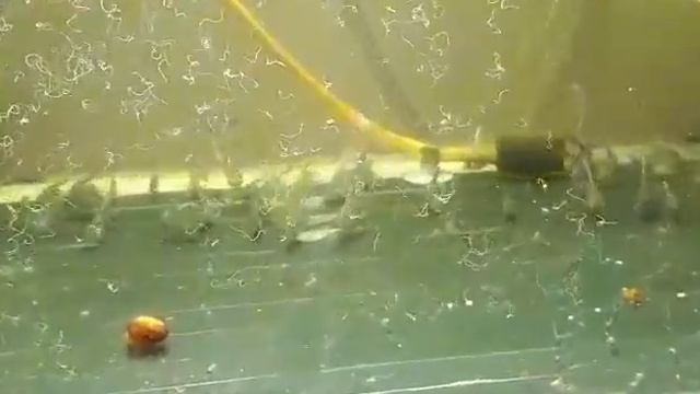 Кормление скалярий! смотреть онлайн