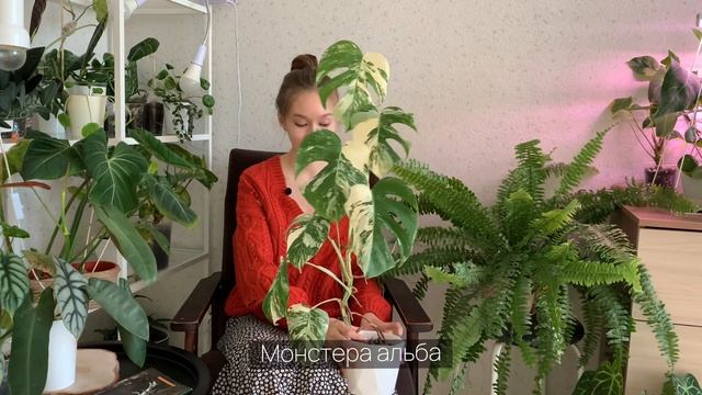 Топ-11 самых любимых растений из коллекции в апреле 2023 смотреть онлайн