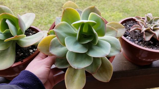 10 Suculentas Echeverias identificadas da minha coleção! | Suculentas de fácil cultivo смотреть онлайн