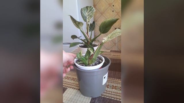 Комнатные цветы? Филодендрон Биркин. Домашний уход и спасение цветка смотреть онлайн