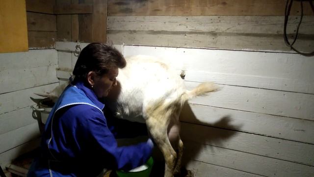 16 марта 2020 г. Доение и массаж на раздое. смотреть онлайн