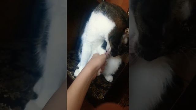 #котики #кот #а4 #а1 #бизнес #купить #миртанков #мистербист #роблокс #россия #mrbeast #бебра смотреть онлайн