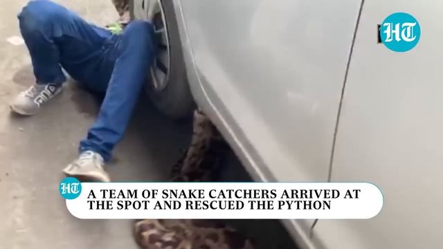 Watch: 10-ft-long python on Mumbai highway causes traffic jam, rescued смотреть онлайн