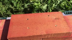 Хороший способ соединения доски между собой