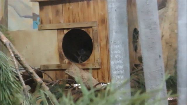 Дымчатый леопард Яви 07.01.2021 смотреть онлайн