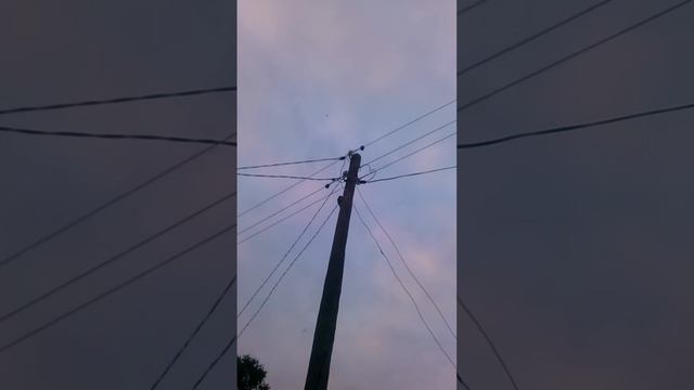 Дятел на ЛЭП смотреть онлайн