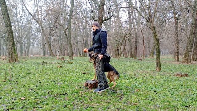 НЕМЕЦКАЯ ОВЧАРКА |ДРЕССИРОВКА НЕМЕЦКОЙ ОВЧАРКИ | КАК ДРЕССИРОВАТЬ НЕМЕЦКУЮ ОВЧАРКУ смотреть онлайн