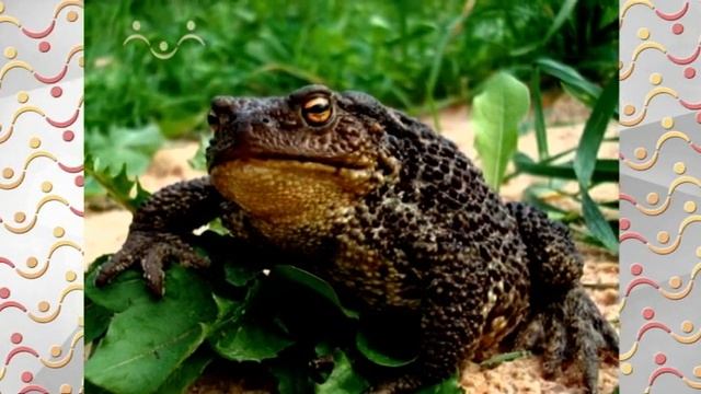 АЗН Биология. Дыхание растений и животных. Липа. Пчёлы смотреть онлайн