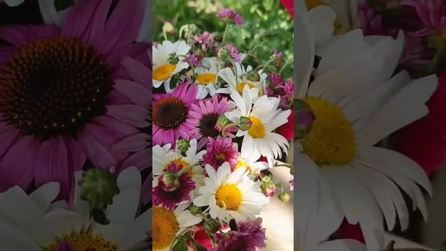 #букетсвоимируками #хризантемы #цветы #ромашки #красота #прекрасныймир смотреть онлайн