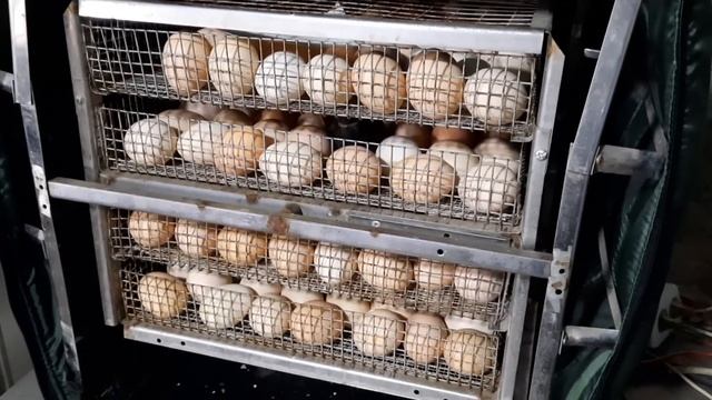 ПЕРВЫЙ ЦЫПЛЁНОК ПОЯВИЛСЯ НА СВЕТ/ ИНКУБАЦИЯ И ВЫВОД / смотреть онлайн
