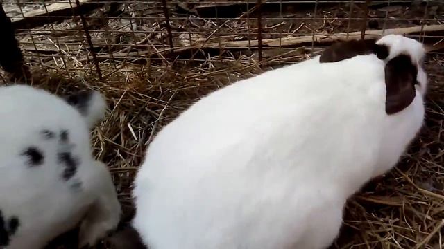 Что нужно знать о кроликах?// кролика нельзя брать за уши?//Азалия Sweet смотреть онлайн
