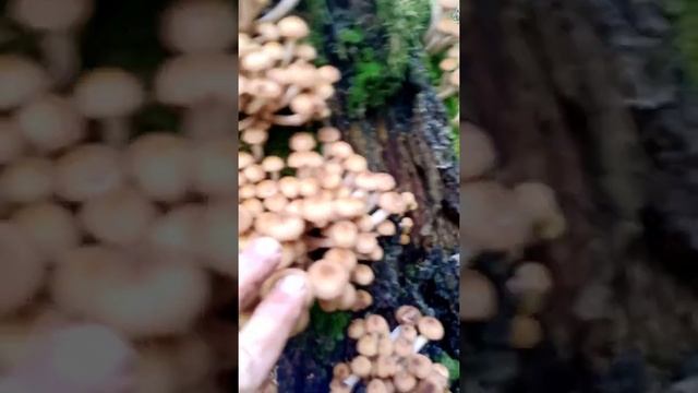 сбор опят смотреть онлайн