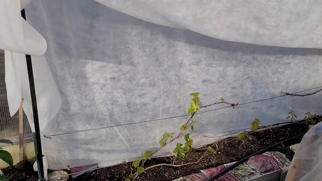 Виноград в Ленинградской области на 29 апреля 2023 года смотреть онлайн