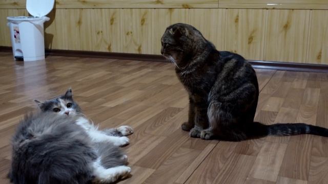 Приютившая дикая кошка и домашний кот. Первая встреча. смотреть онлайн