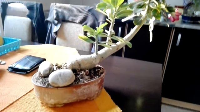 adenium 2017 смотреть онлайн