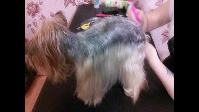 Стрижка йорка (груминг) смотреть онлайн